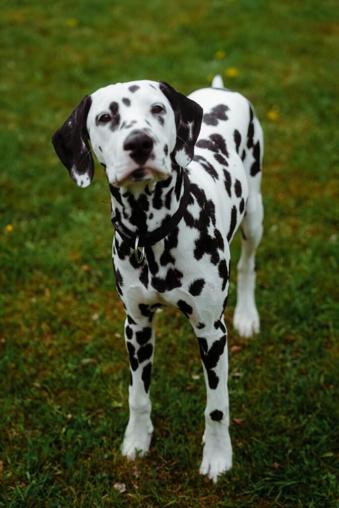 A Dalmatian dog standing on green grass with a curious expression.